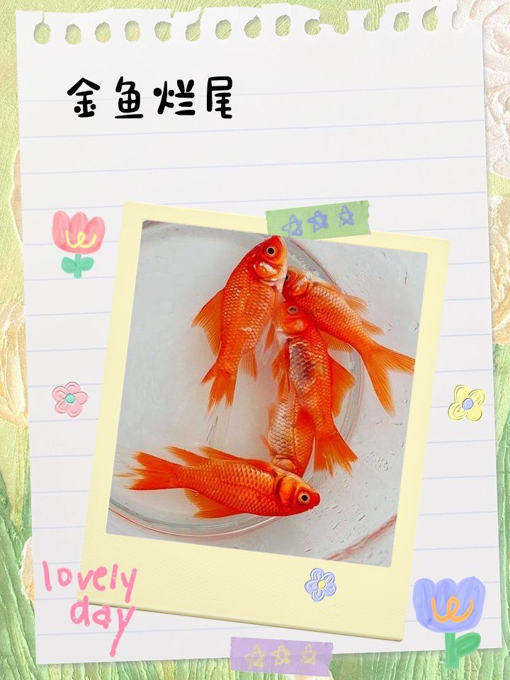如何治療金魚爛尾
