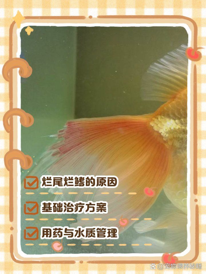 如何治療金魚爛尾