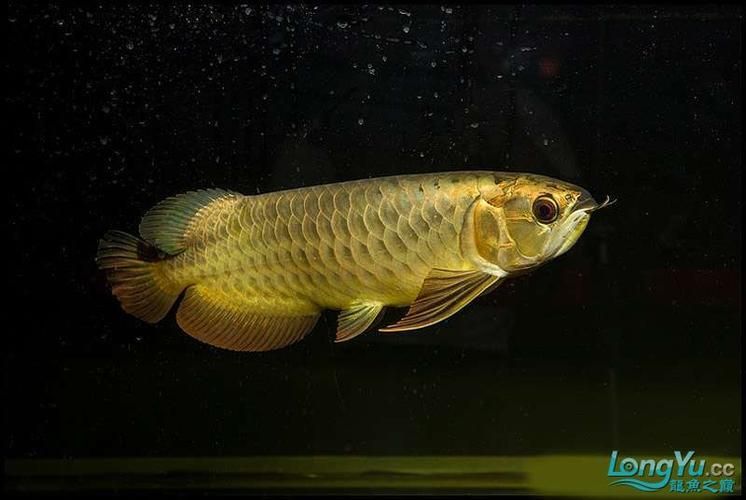金頭金龍魚長啥樣，金頭金龍魚有哪些品種金龍魚的價格是多少如何鑒別真假金龍魚