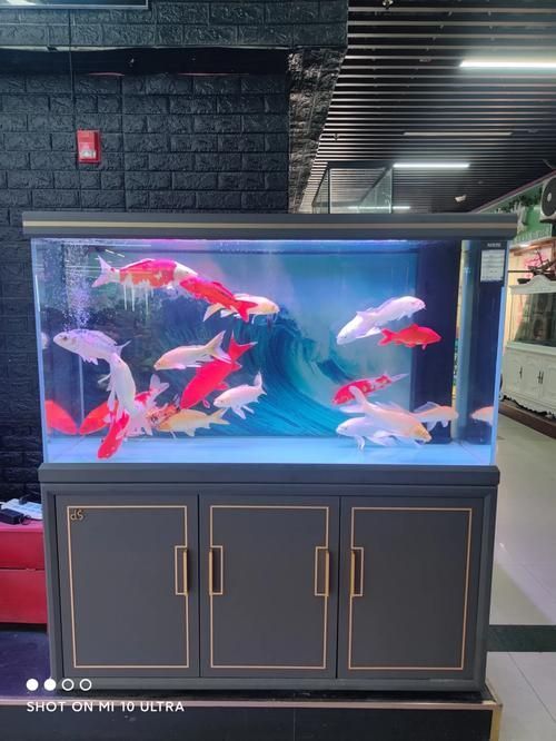 如何提供適合金龍魚和銀龍魚的飼養(yǎng)環(huán)境？，如何提供金龍魚與銀龍魚的飼養(yǎng)環(huán)境