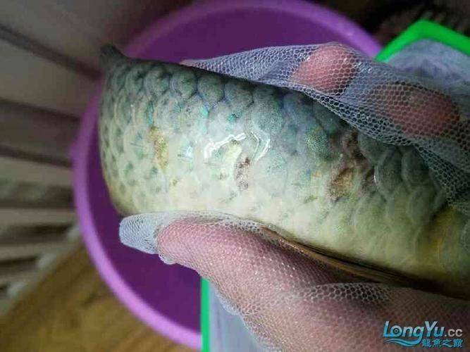 如何提供適合金龍魚和銀龍魚的飼養(yǎng)環(huán)境？，如何提供金龍魚與銀龍魚的飼養(yǎng)環(huán)境