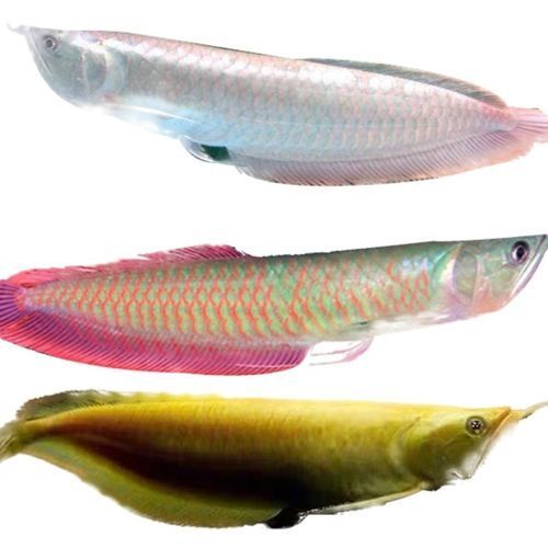 推薦一些性價比高的龍魚苗品種，幾種性價比高的龍魚苗品種推薦
