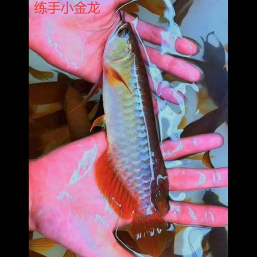 推薦一些性價比高的龍魚苗品種，幾種性價比高的龍魚苗品種推薦