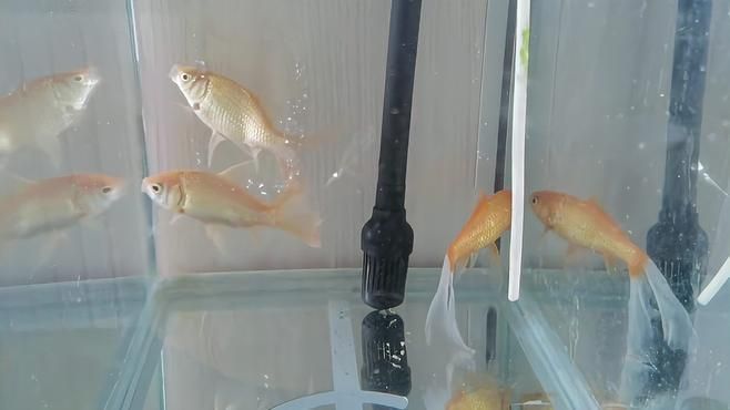 魚尾巴被咬爛了能自愈嗎，魚尾巴被咬爛了能自愈嗎,
