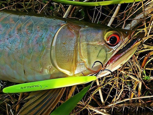 龍魚在原產地是如何被食用的？
