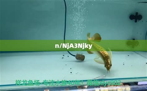 如何預防龍魚尾鰭變黑？，如何預防龍魚尾鰭變黑