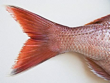 如何預防龍魚尾鰭變黑？，如何預防龍魚尾鰭變黑