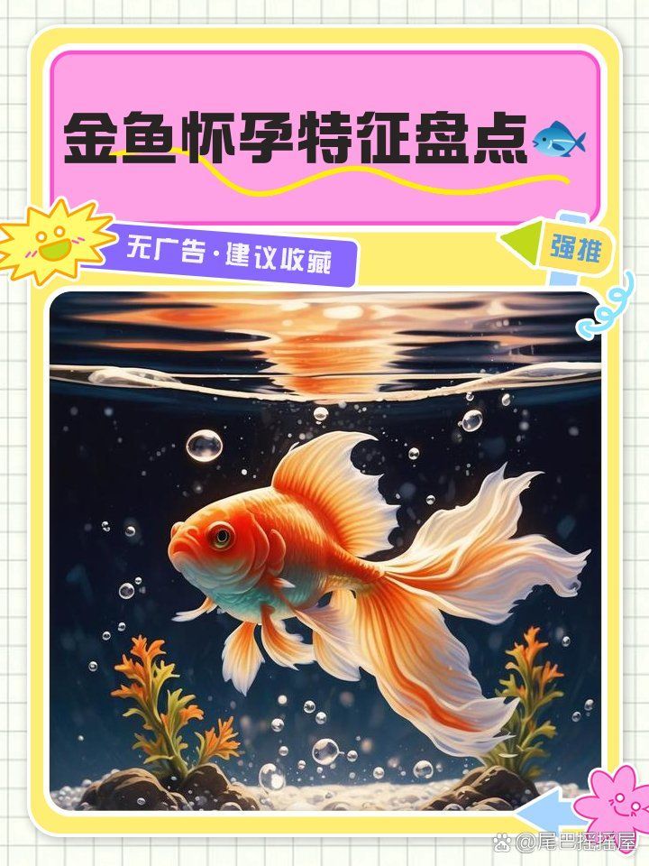 怎么判斷小金魚懷孕了，怎么判斷小金魚懷孕的行為和生理變化來進行綜合判斷