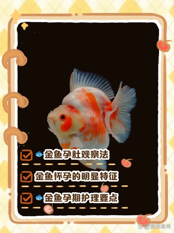 怎么判斷小金魚懷孕了，怎么判斷小金魚懷孕的行為和生理變化來進行綜合判斷