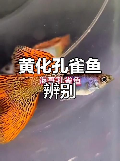 基因如何決定觀賞魚的色彩，基因決定觀賞魚的色彩思考完成調用工具arxiv論文助手