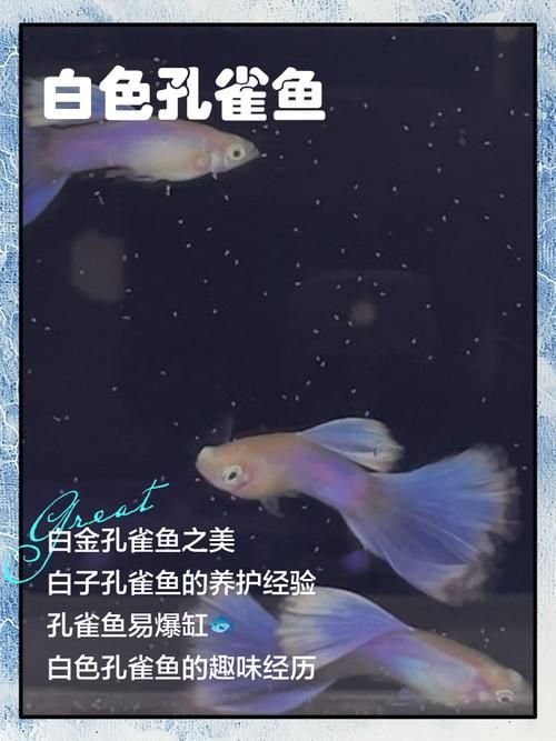 基因如何決定觀賞魚的色彩，基因決定觀賞魚的色彩思考完成調用工具arxiv論文助手