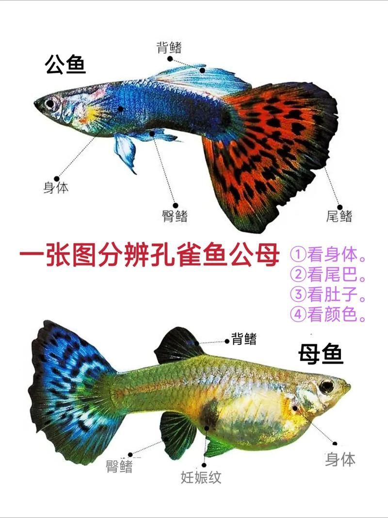 基因如何決定觀賞魚的色彩，基因決定觀賞魚的色彩思考完成調用工具arxiv論文助手