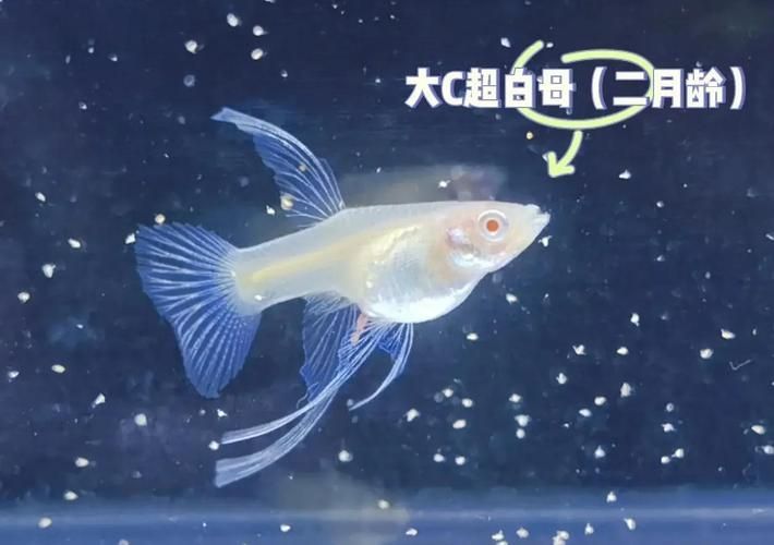 基因如何決定觀賞魚的色彩，基因決定觀賞魚的色彩思考完成調用工具arxiv論文助手