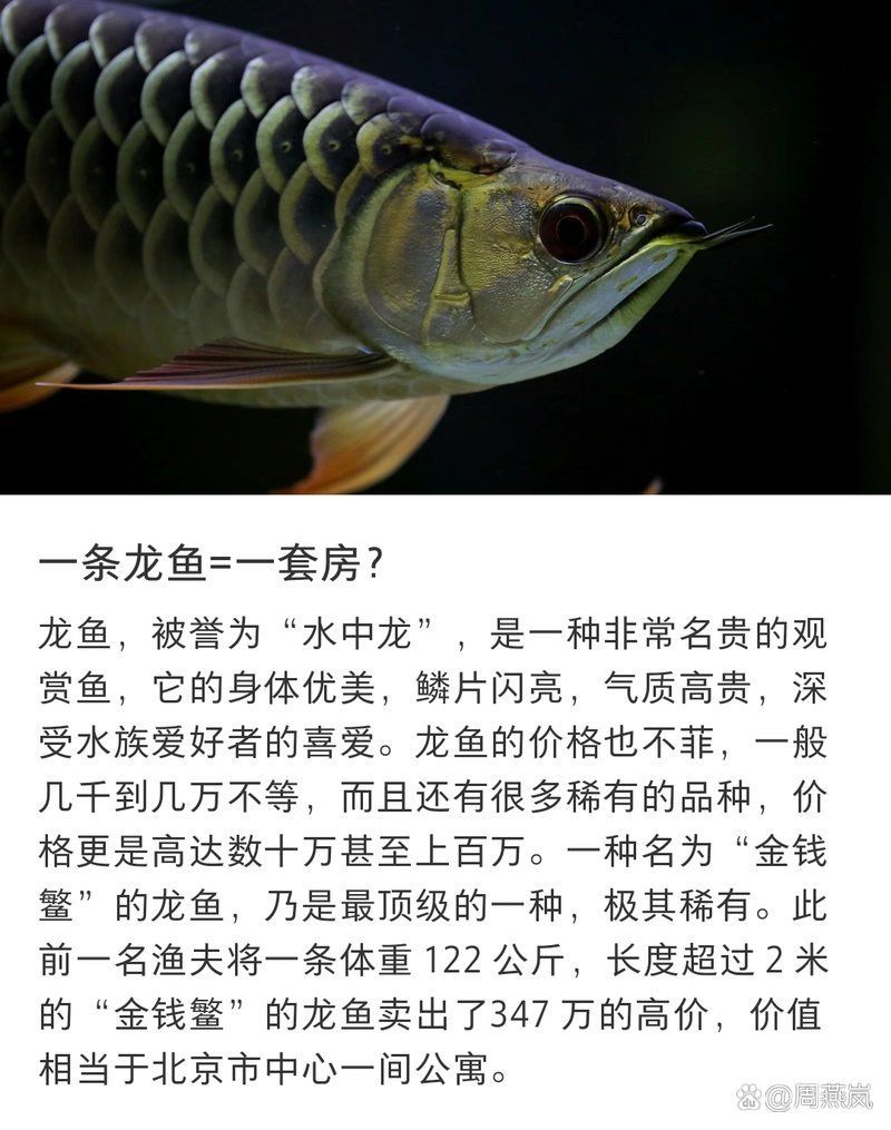 還有哪些龍魚品種比較珍貴？，周燕嵐的動態周燕嵐