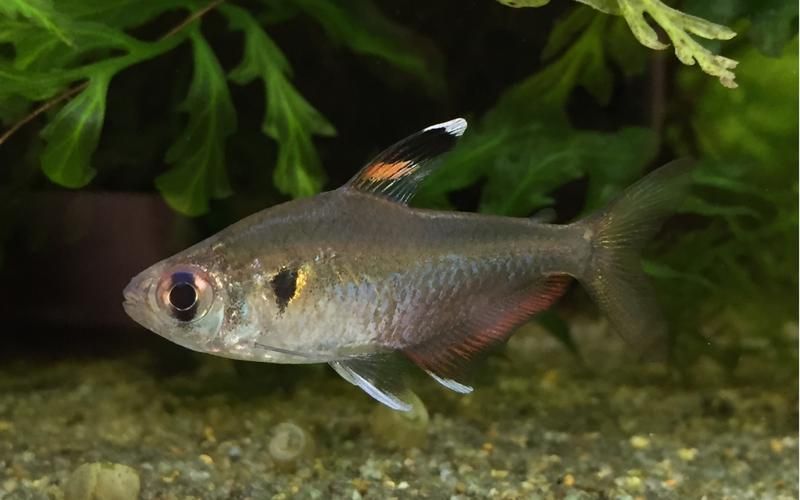 如何區分銀河星鉆魚的性別？，hyphessobryconeques（hyphessobryconeques）