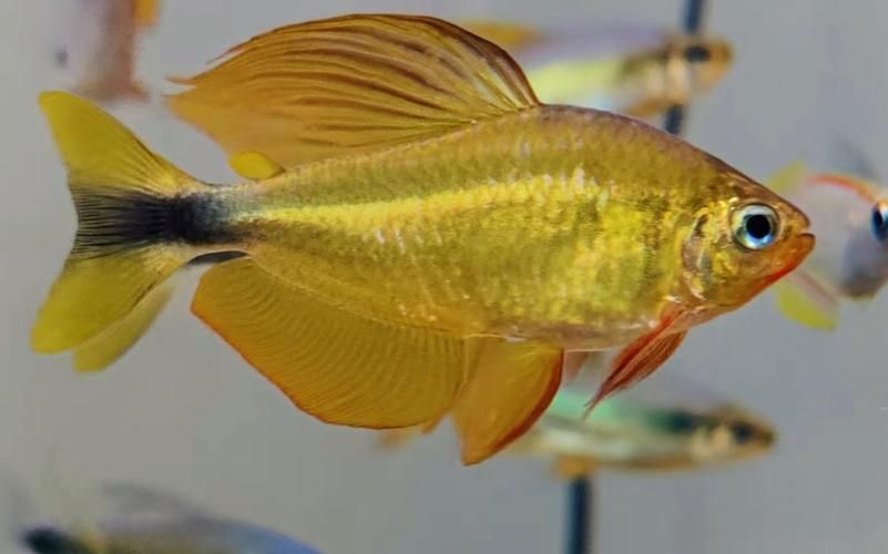 如何區分銀河星鉆魚的性別？，hyphessobryconeques（hyphessobryconeques）