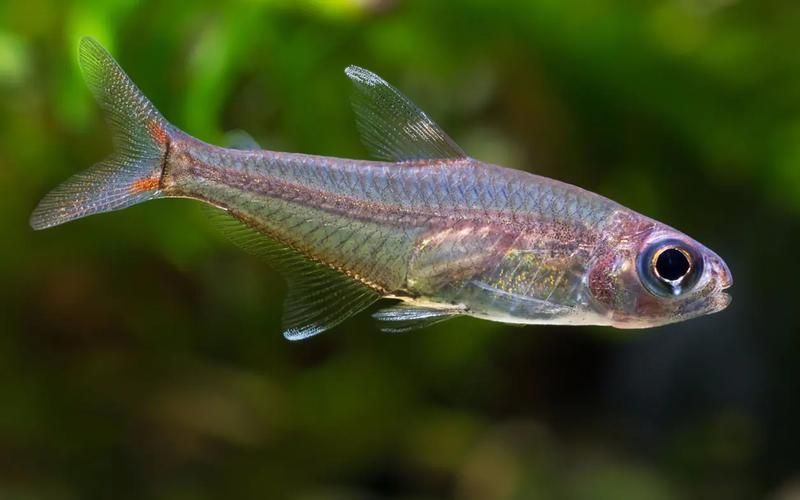 如何區分銀河星鉆魚的性別？，hyphessobryconeques（hyphessobryconeques）
