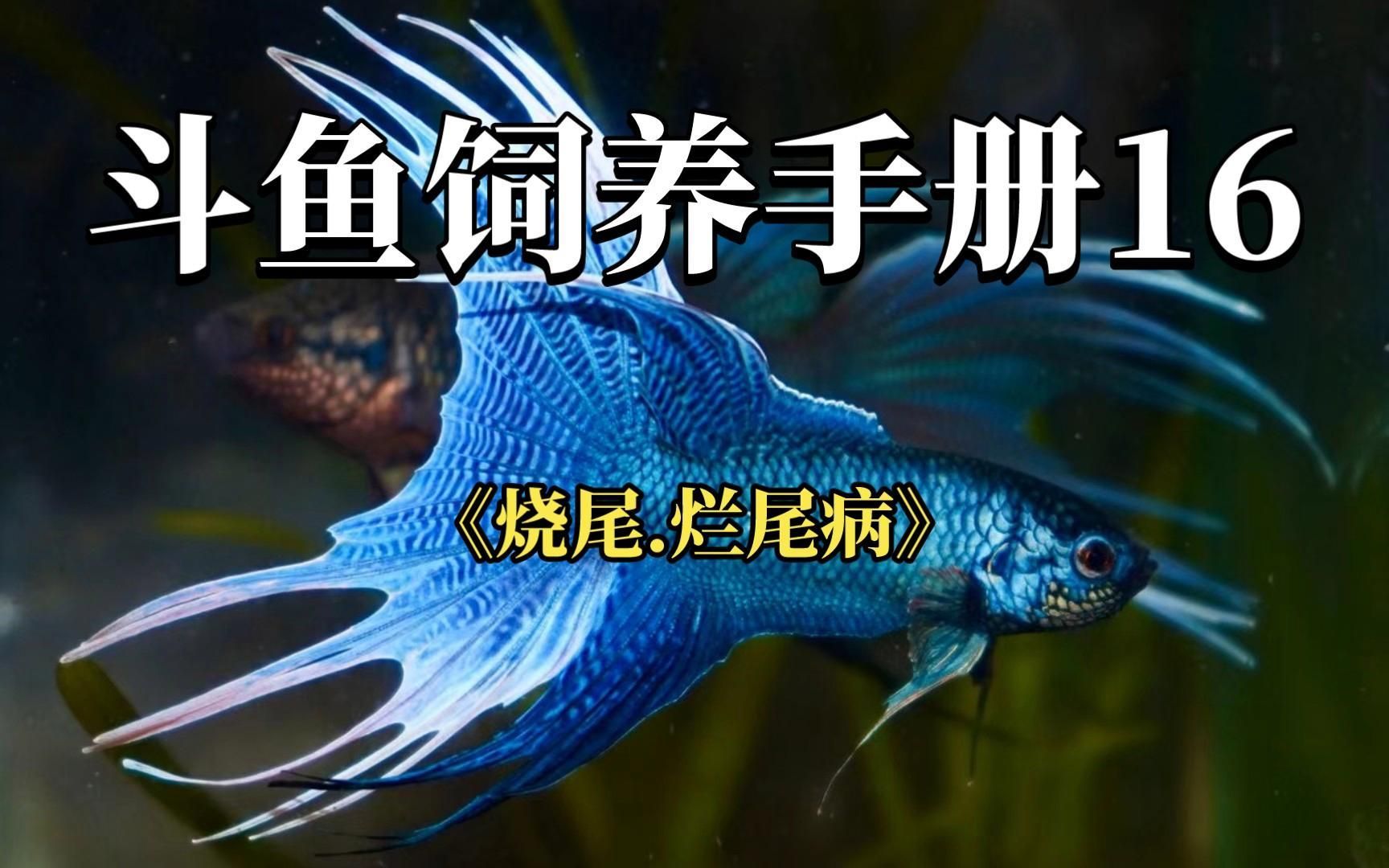 魚尾巴充血爛尾怎么辦，寵物營養(yǎng)師，金魚尾巴充血爛尾是怎么回事