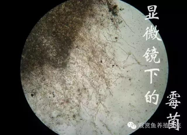 有哪些常見(jiàn)的觀賞魚(yú)疾病，關(guān)于觀賞魚(yú)常見(jiàn)疾病的一些建議