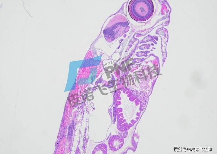 哪些藥物對魚有副作用