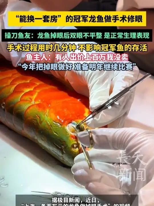 龍魚眼睛凸起如何緊急處理？