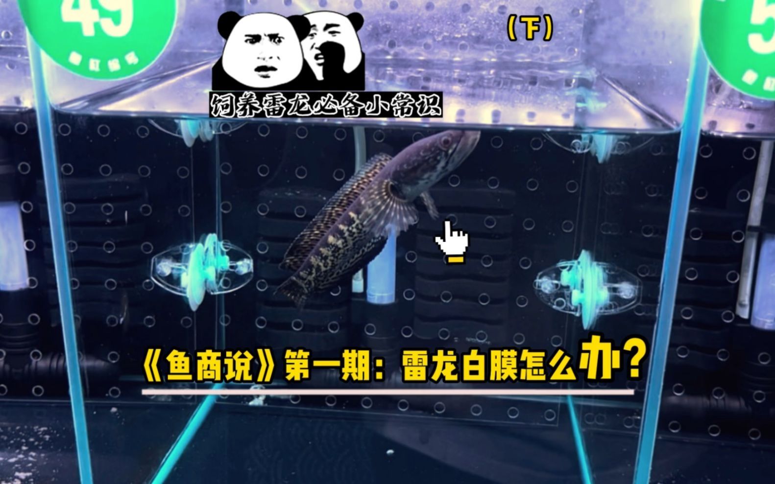 龍魚眼睛有白膜需要多久恢復？，龍魚眼睛出現白膜是水族愛好者最擔心的健康問題之一