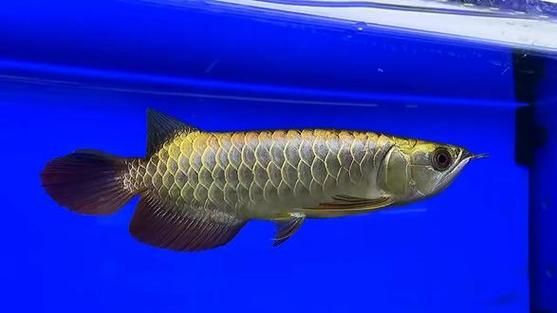 如何鑒別古典過(guò)背金龍的真?zhèn)危诺溥^(guò)背金龍的真?zhèn)舞b別指南