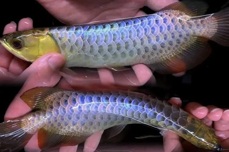 給我一些晉江龍魚的養(yǎng)殖圖片，如何養(yǎng)殖晉江龍魚