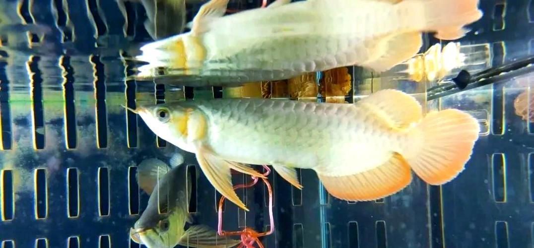 給我一些晉江龍魚的養(yǎng)殖圖片，如何養(yǎng)殖晉江龍魚