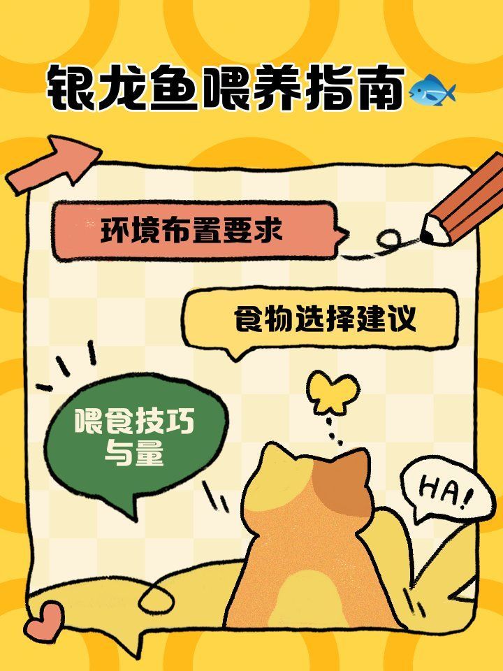 給我一些銀龍魚日常養護的 checklist