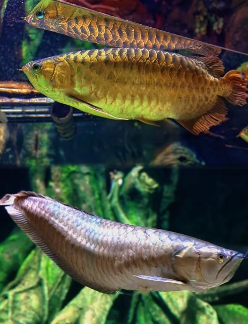 給我一份詳細的龍魚品種圖解，如何區分七彩銀龍魚和銀龍魚？