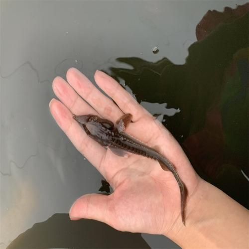 哪些品種的人工繁殖成功率最高，人工繁殖成功率最高的物種