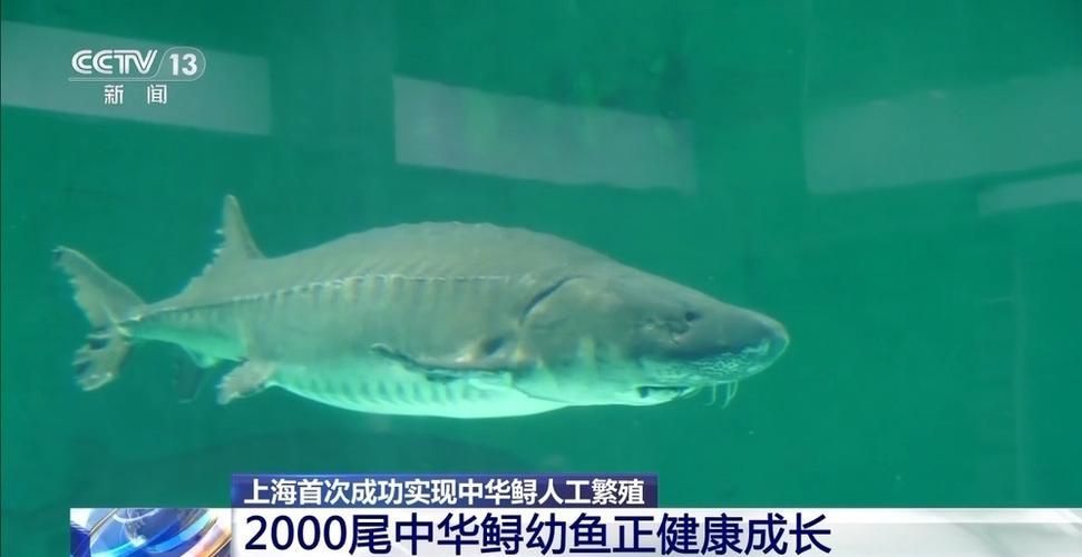 哪些品種的人工繁殖成功率最高，人工繁殖成功率最高的物種