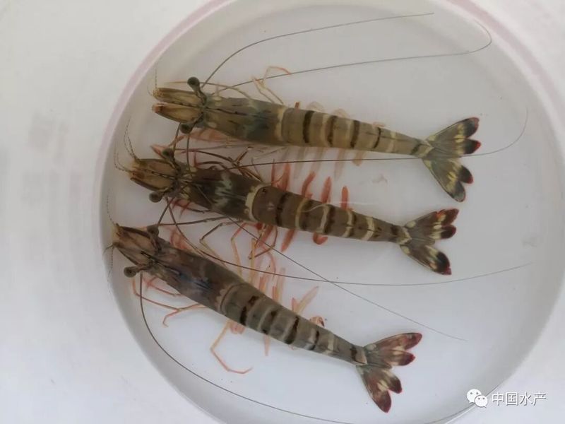 哪些品種的人工繁殖成功率最高，人工繁殖成功率最高的物種
