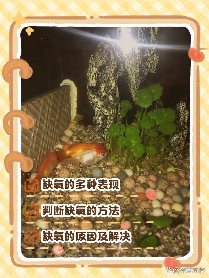 金龍魚缺氧后如何急救處理？，金龍魚缺氧后如何急救處理