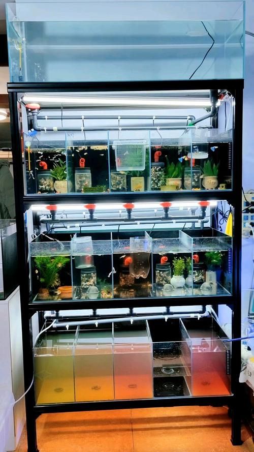 如何為孔雀魚提供適宜的光照環境，關于孔雀魚光照環境的建議