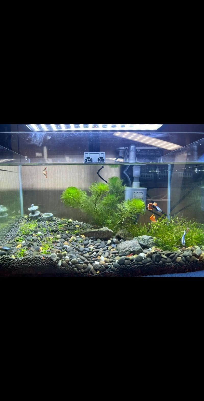 如何為孔雀魚提供適宜的光照環境，關于孔雀魚光照環境的建議