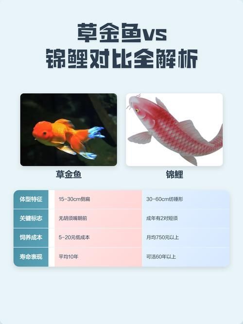 如何區分不同種類的招財魚，東南亞招財魚、錦鯉、錦鯉、錦鯉、龍魚、錦鯉、錦鯉、錦鯉、錦鯉