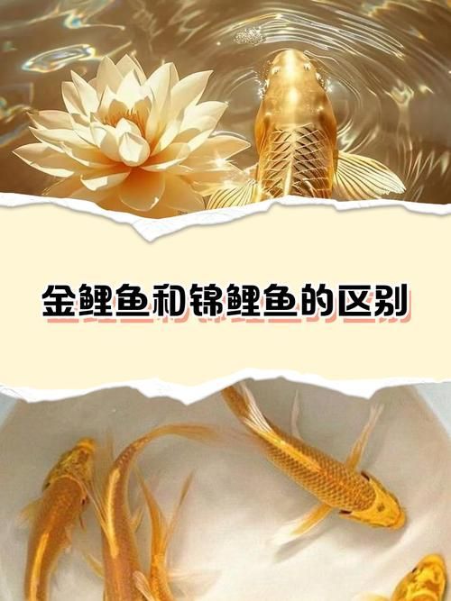 如何區分不同種類的招財魚，東南亞招財魚、錦鯉、錦鯉、錦鯉、龍魚、錦鯉、錦鯉、錦鯉、錦鯉