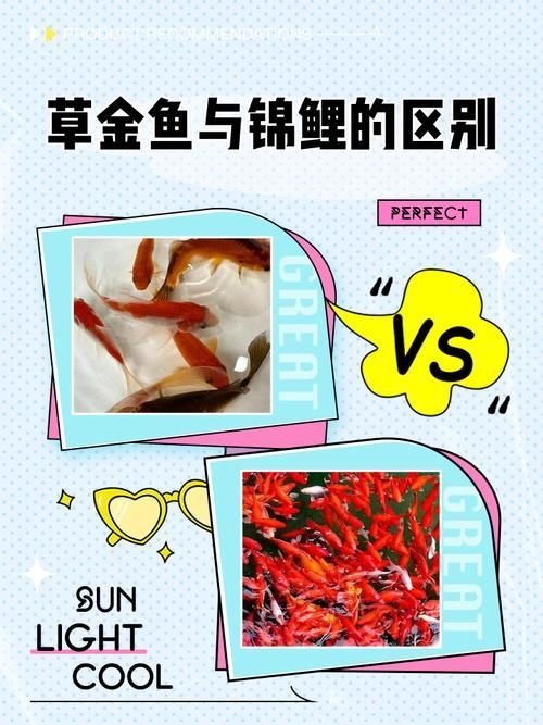 如何區分不同種類的招財魚，東南亞招財魚、錦鯉、錦鯉、錦鯉、龍魚、錦鯉、錦鯉、錦鯉、錦鯉