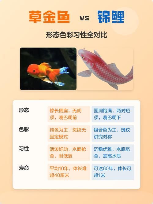 如何區分不同種類的招財魚，東南亞招財魚、錦鯉、錦鯉、錦鯉、龍魚、錦鯉、錦鯉、錦鯉、錦鯉