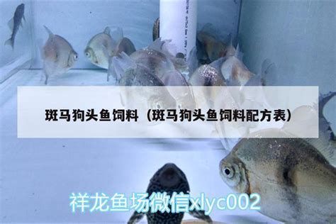 斑馬狗頭魚(yú)，斑馬狗頭魚(yú)的養(yǎng)護(hù)