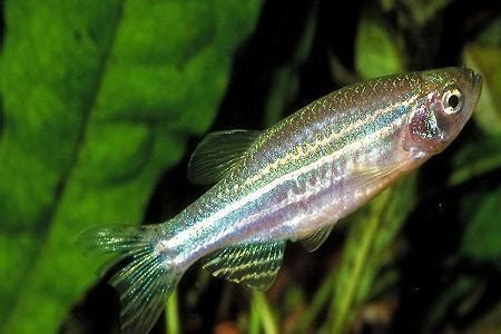 斑馬狗頭魚(yú)，斑馬狗頭魚(yú)的養(yǎng)護(hù)