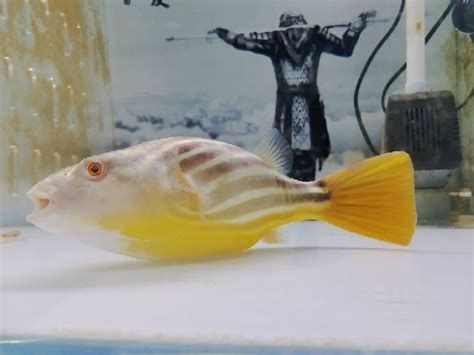 斑馬狗頭魚(yú)，斑馬狗頭魚(yú)的養(yǎng)護(hù)
