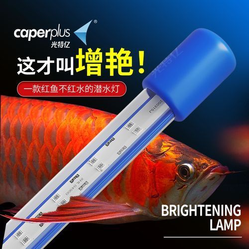 哪里可以購買到正宗的龍魚燈，魚缸燈led燈防水照明燈管造景龍魚燈紅龍金龍魚燈