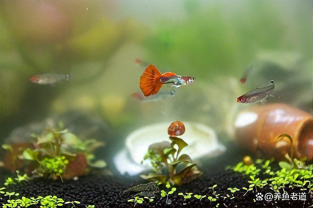 如何判斷龍魚是否爛須？，如何判斷龍魚爛須