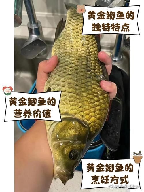 永春龍魚和永春金鰱魚的價格差異大嗎？，永春龍魚與永春金鰱魚的價格差異