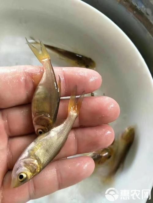 永春龍魚和永春金鰱魚的價格差異大嗎？，永春龍魚與永春金鰱魚的價格差異