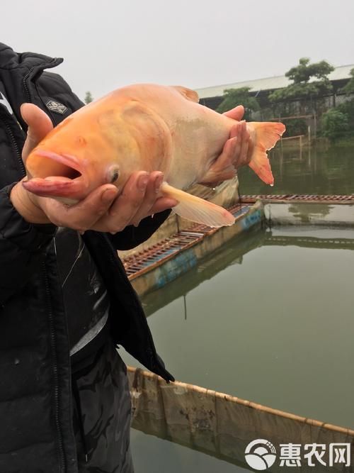永春龍魚和永春金鰱魚的價格差異大嗎？，永春龍魚與永春金鰱魚的價格差異