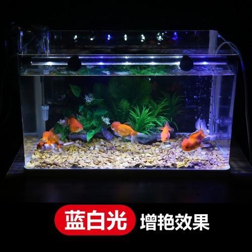 有哪些類型的燈適合龍魚？